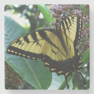 Schwalbenschwanz Schmetterling I auf Seidenpflanze Steinuntersetzer