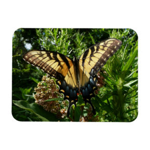 Schwalbenschwanz Schmetterling III Schönes Farbige Magnet