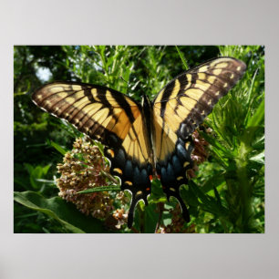 Schwalbenschwanz Schmetterling III Schönes Farbige Poster