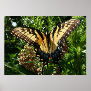 Schwalbenschwanz Schmetterling III Schönes Farbige Poster
