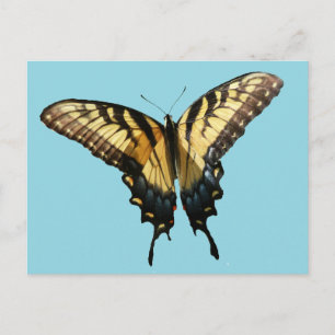 Schwalbenschwanz Schmetterling III Schönes Farbige Postkarte