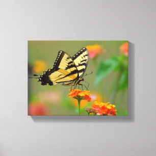 Schwalbenschwanz Schmetterling Leinwanddruck