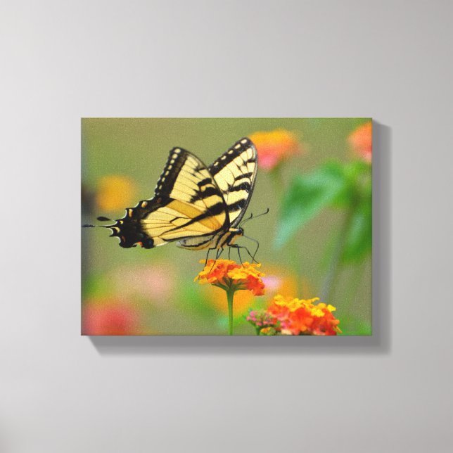 Schwalbenschwanz Schmetterling Leinwanddruck (Vorderseite)