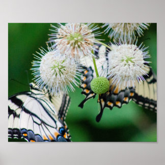 Schwalbenschwänze auf Knopfbusch Poster