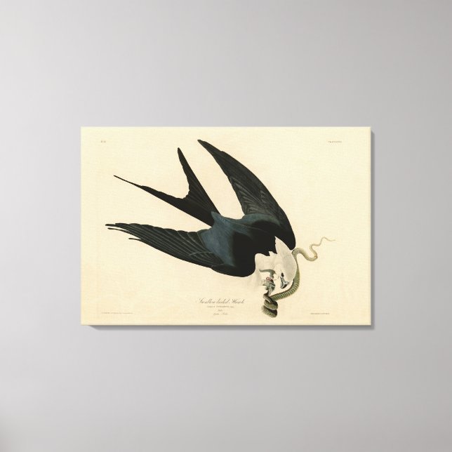 Schwalbenschwanzfalken - Audubons Vögel in Amerika Leinwanddruck (Vorderseite)