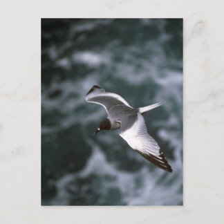 Schwalbenschwanzmöwe im Flug Postkarte