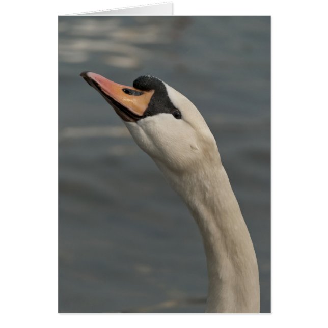 Schwan (Vorne)