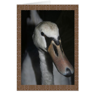 Schwan