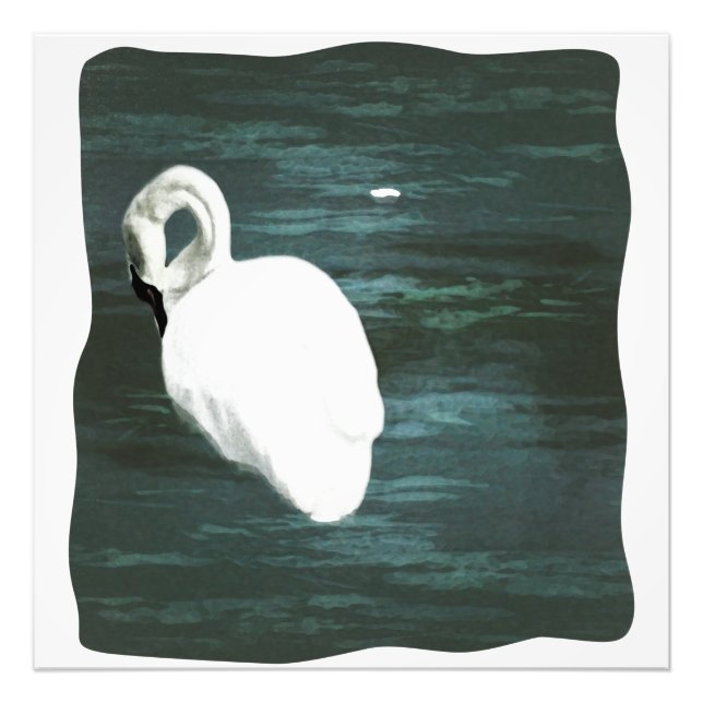 Schwan am Teich Fotodruck (Vorne)