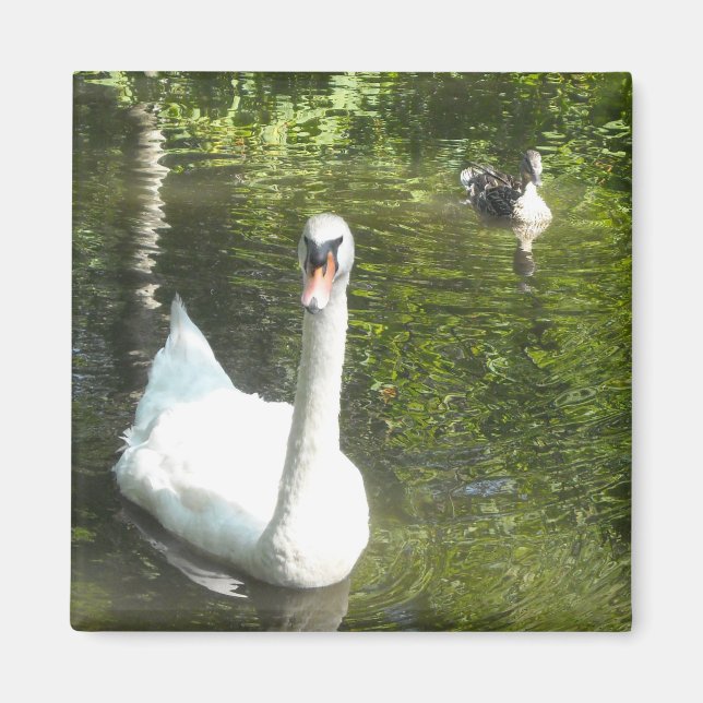 Schwan auf dem Teich Magnet (Vorne)