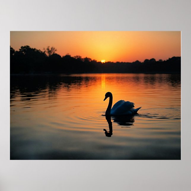 Schwan auf einem See, malerisches Foto, Poster (Vorne)