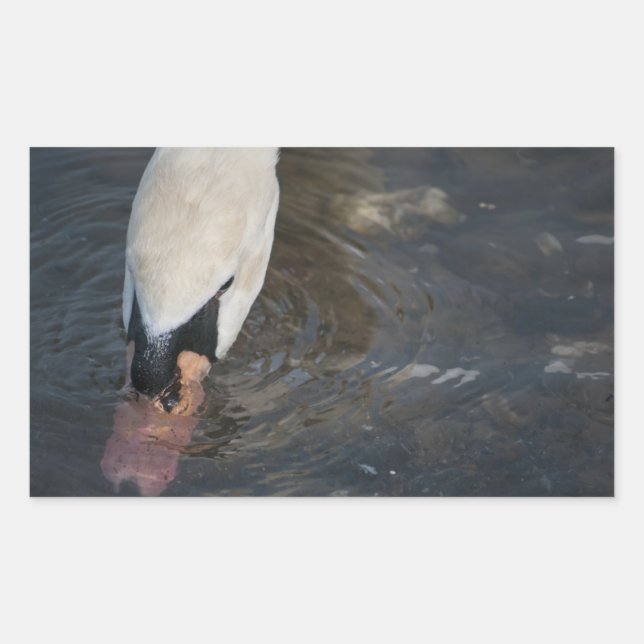 Schwan-Aufkleber Rechteckiger Aufkleber (Vorderseite)
