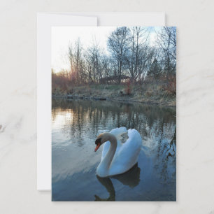 Schwan bei Sonnenuntergang auf dem See