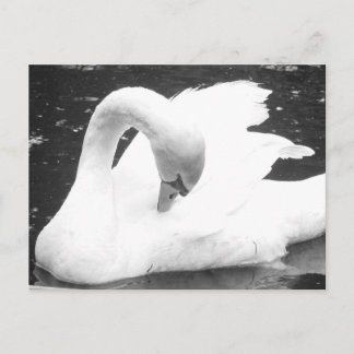 Schwan des Sees - Schwarz und Weiß Postkarte