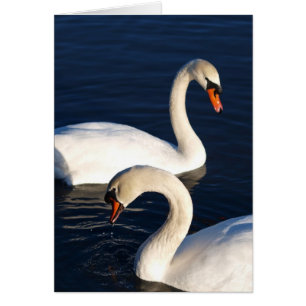 Schwan-Duo