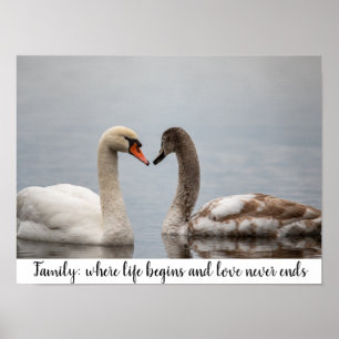 Schwan-Duo-Natur-Fotowanddekoration Poster