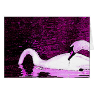 Schwan-Füttern