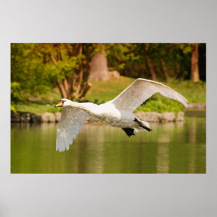 Schwan im Flug Poster