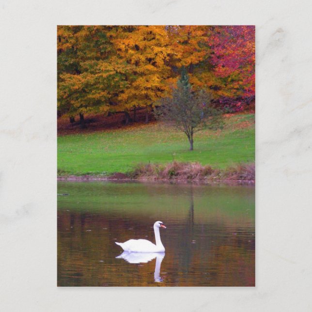 Schwan im Herbst Postkarte (Vorderseite)