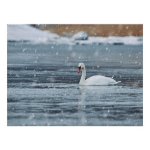 Schwan in den schneienden Winterbedingungen Poster