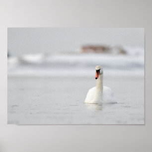Schwan in einem gefrorenen Meereslandschaft-Poster Poster
