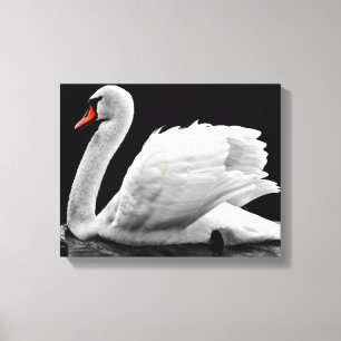 Schwan Leinwanddruck
