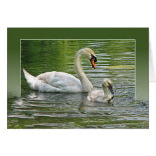 Schwan mit Cygnet in Teich