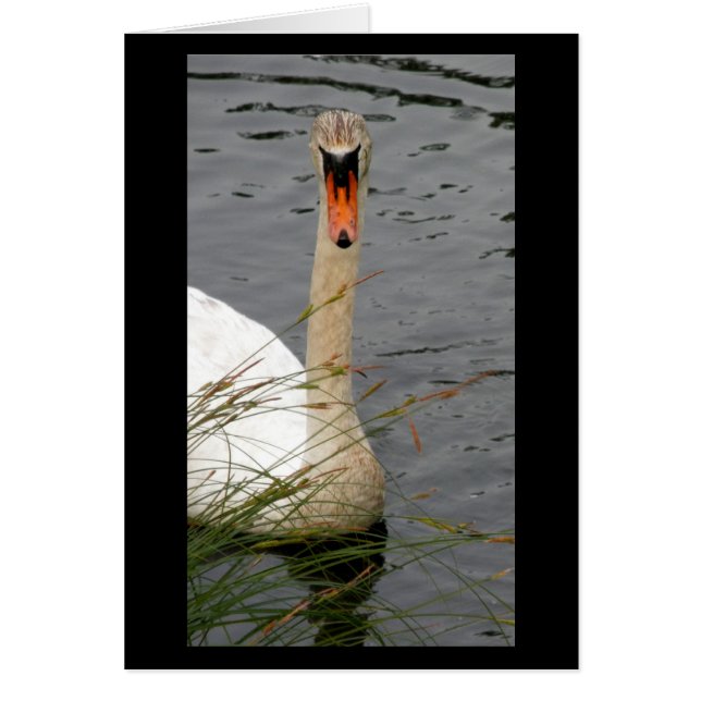 Schwan mit Schilfen (Vorne)