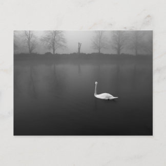 Schwan, nebeliger Morgen Postkarte