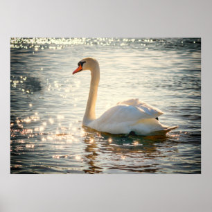 Schwan Poster