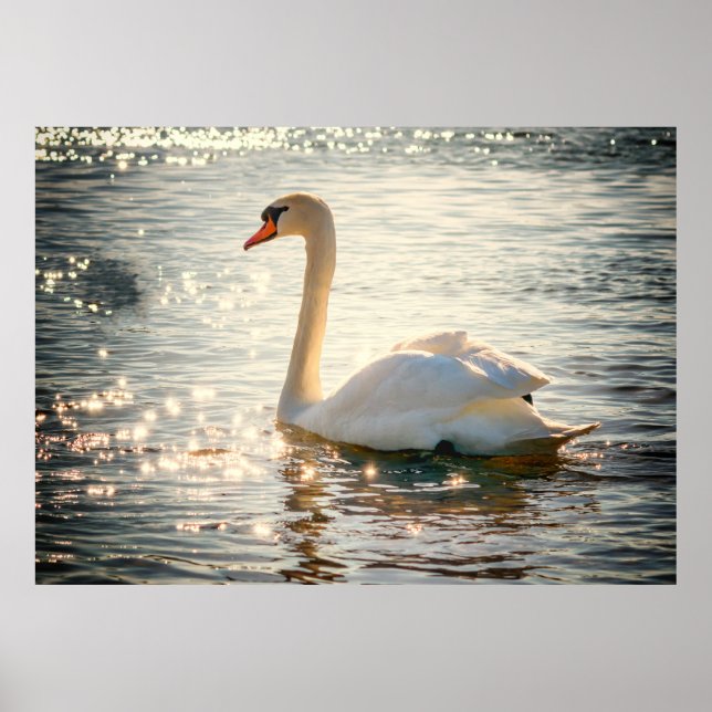 Schwan Poster (Vorne)