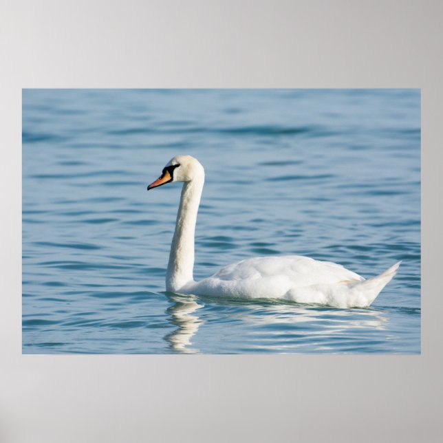 Schwan Poster (Vorne)