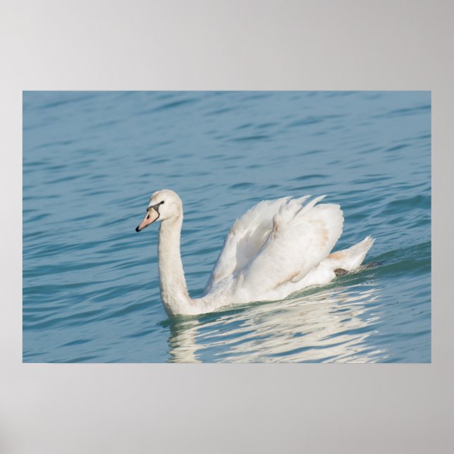 Schwan Poster (Vorne)