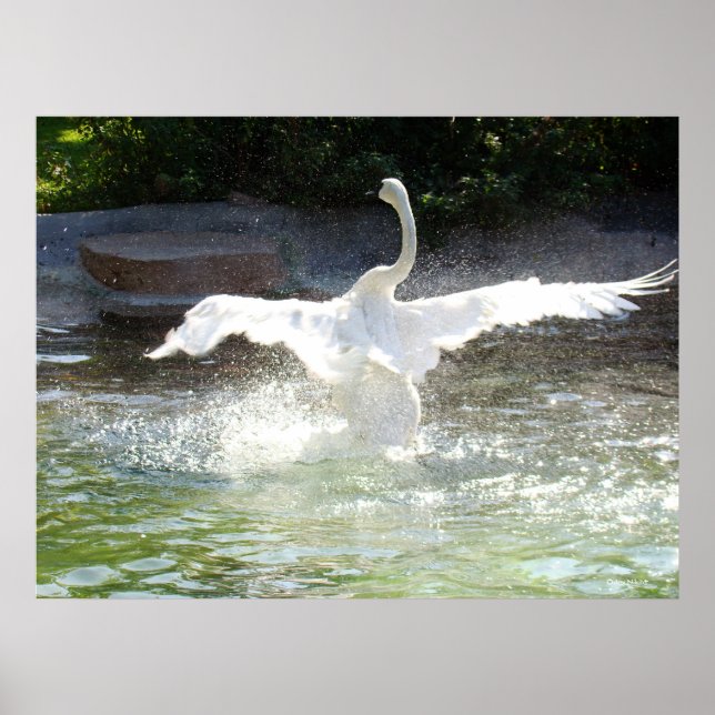 Schwan Poster (Vorne)