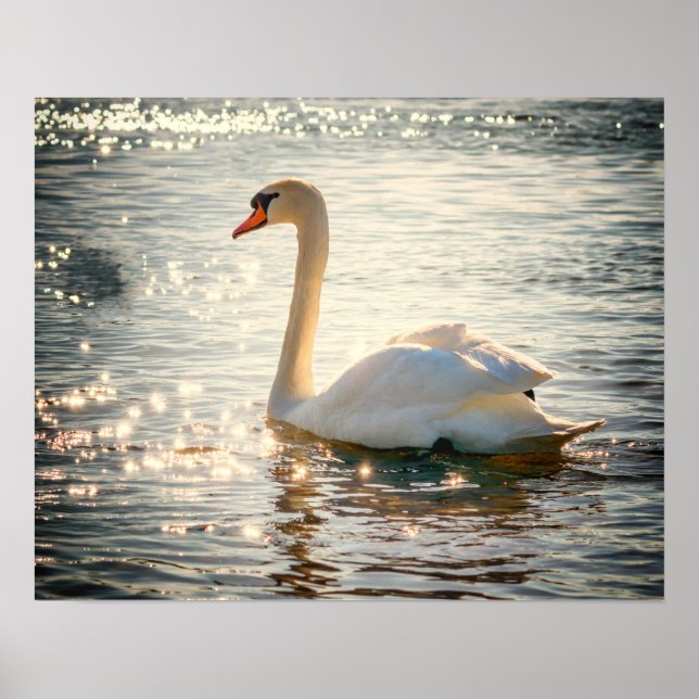 Schwan Poster (Vorne)
