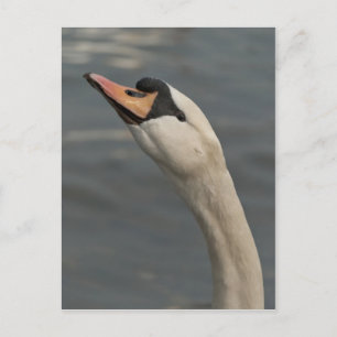 Schwan Postkarte
