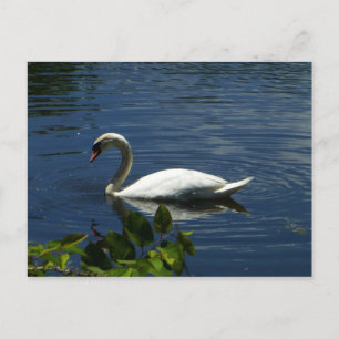 Schwan Postkarte