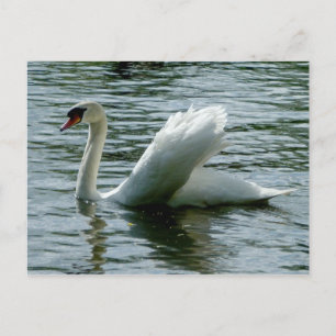Schwan Postkarte