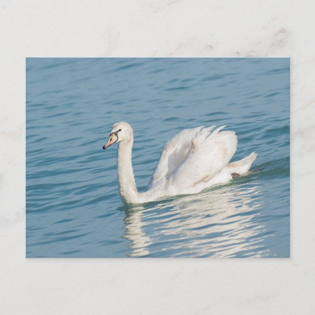Schwan Postkarte (Vorderseite)
