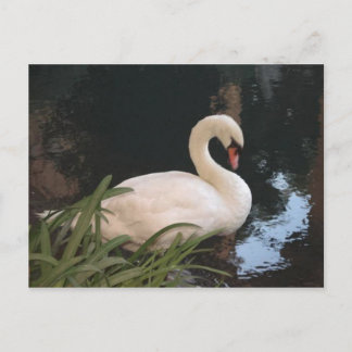 Schwan Postkarte