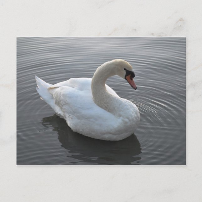 Schwan Postkarte (Vorderseite)