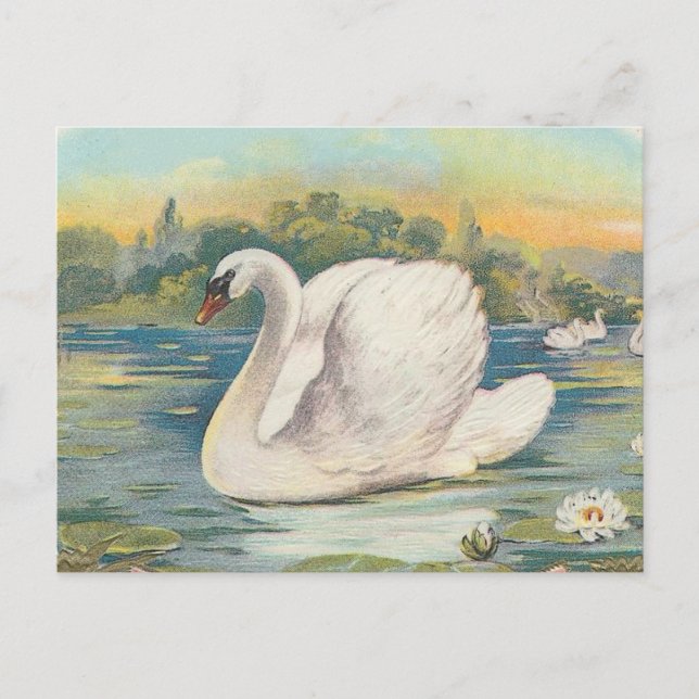 Schwan Postkarte (Vorderseite)