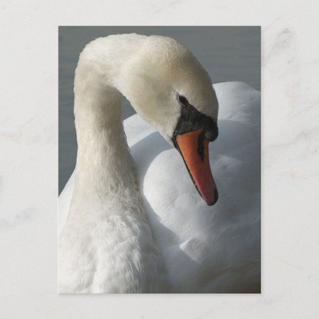 Schwan Postkarte (Vorderseite)