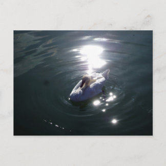 Schwan Postkarte