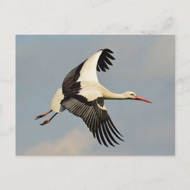 Schwan Postkarte (Vorderseite)