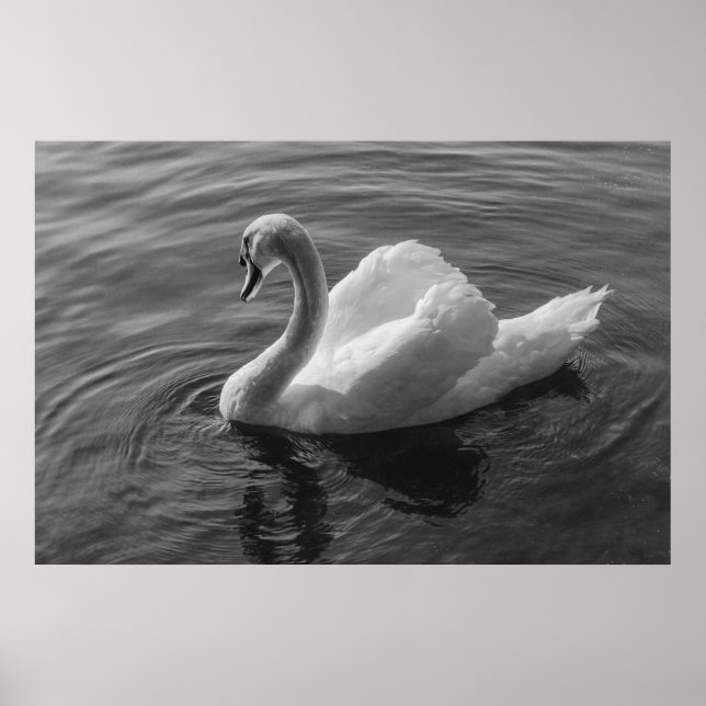 Schwan. Roath Park Lake, Cardiff, Wales B&W Poster (Vorne)