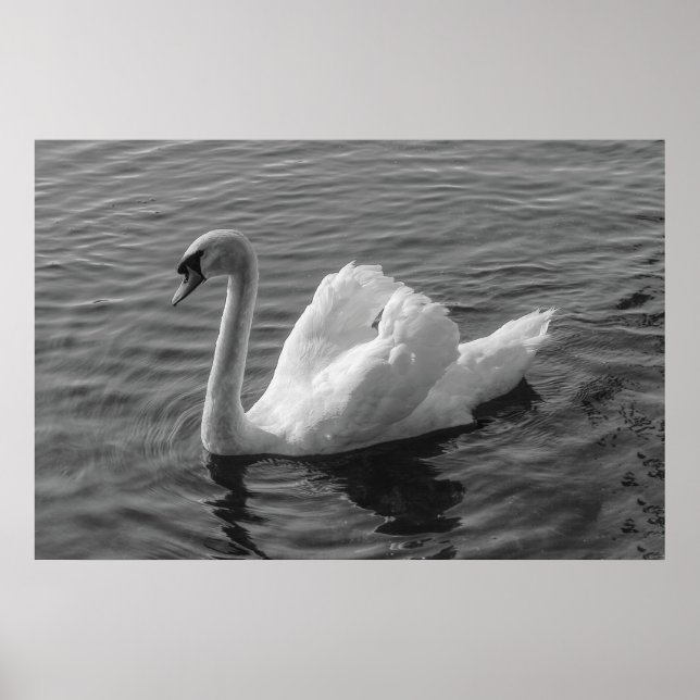 Schwan. Roath Park Lake, Cardiff, Wales B&W Poster (Vorne)