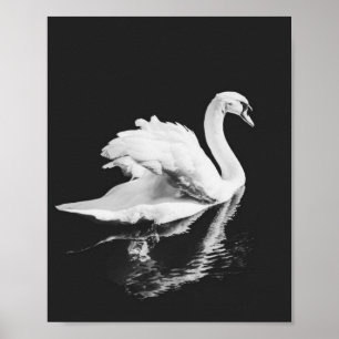 Schwan schwarz und weiß poster