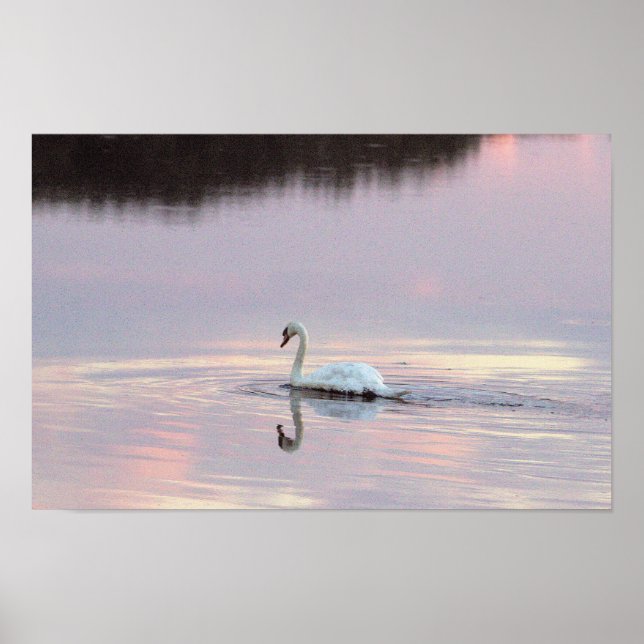 Schwan Spiegelungen Poster (Vorne)