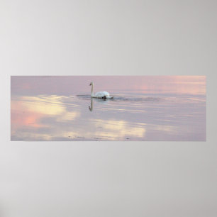 Schwan Spiegelungen Poster